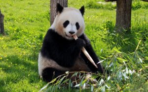 Lee más sobre el artículo Que ver, que hacer y comer en Chiang Mai