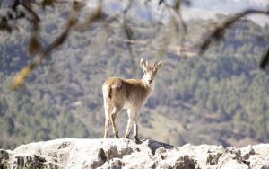 Lee más sobre el artículo Guía sobre qué ver y hacer en la Sierra de Cazorla