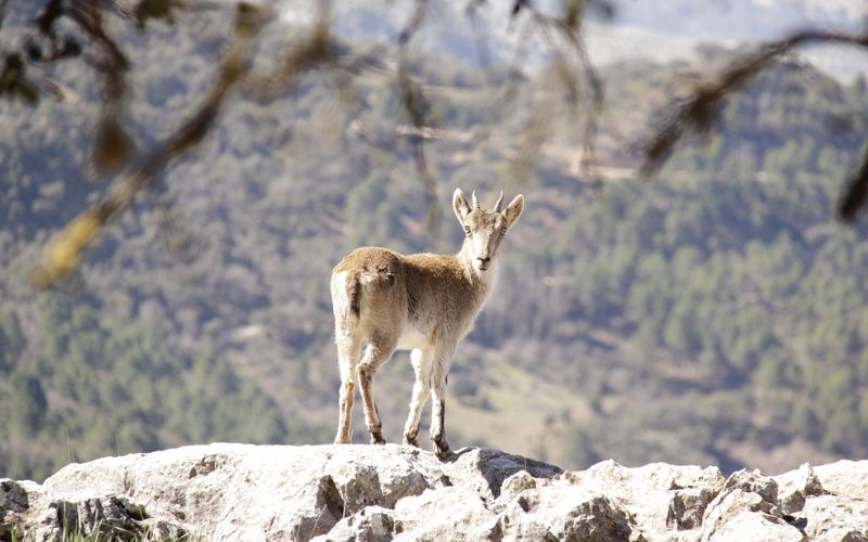 Lee más sobre el artículo Guía sobre qué ver y hacer en la Sierra de Cazorla