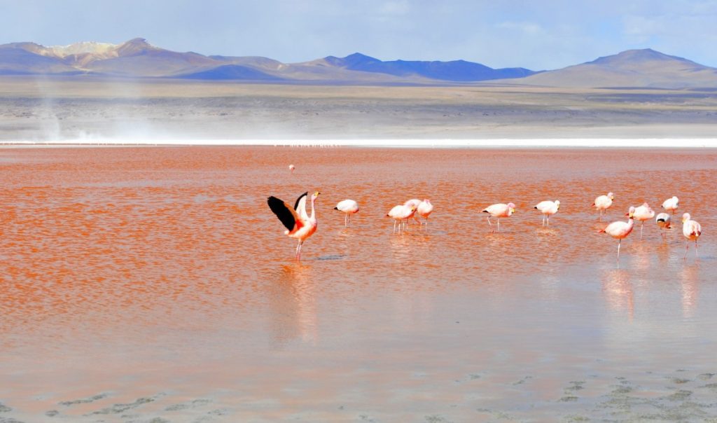 Bolivia Flamencos