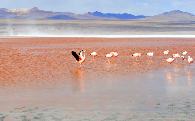 Rutas Para Ver Flamencos Rosados En Bolivia