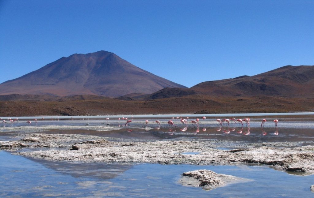 Ver En Bolivia Flamencos