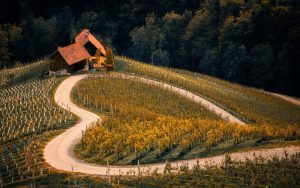 Lee más sobre el artículo ¿Qué es el terroir y cómo influye en el sabor del vino?